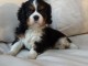 Chiot cavalier King charles spaniel m&acirc;le