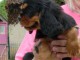 Chiot cavalier King charles spaniel m&acirc;le