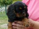 Chiot cavalier King charles spaniel m&acirc;le