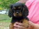 Chiot cavalier King charles spaniel m&acirc;le