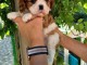 Chiot cavalier King charles spaniel m&acirc;le