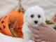 Chiot Bichon fris&eacute; femelle et m&acirc;le &agrave; donner