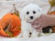 Chiot Bichon fris&eacute; femelle et m&acirc;le &agrave; donner