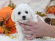 Chiot Bichon fris&eacute; femelle et m&acirc;le &agrave; donner