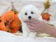Chiot Bichon fris&eacute; femelle et m&acirc;le &agrave; donner