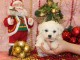 Chiot Bichon fris&eacute; femelle et m&acirc;le &agrave; donner