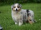 A donnez chiot berger australien femelle bleu merl&eacute;