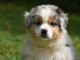 A donnez chiot berger australien femelle bleu merl&eacute;