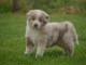 A donnez chiot berger australien femelle bleu merl&eacute;