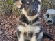 Magnifique chiot type berger femelle et m&acirc;le