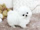 Magnifique chiot type spitz nain a donner femelle et m&acirc;le