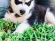 Magnifique 2femelles et male Husky Sib&eacute;rie