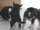 Disponible de suite &agrave; l&rsquo;adoption chiots husky