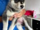 Disponible de suite &agrave; l&rsquo;adoption chiots husky