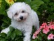 Chiot bichon fris&eacute; a donner