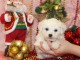 Chiot bichon fris&eacute; a donner