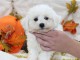 Chiot Bichon fris&eacute; &agrave; donner