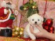 Chiot Bichon fris&eacute; &agrave; donner