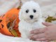 Chiot Bichon fris&eacute; &agrave; donner