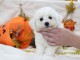 Chiot Bichon fris&eacute; &agrave; donner