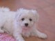 Chiot Bichon fris&eacute; &agrave; donner