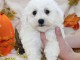 Chiot Bichon fris&eacute; &agrave; donner