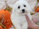 Chiot bichon fris&eacute; a donner