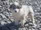 Chiot berger australien femelle non lof