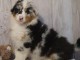 Chiot berger australien femelle non lof