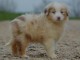 Chiot berger australien femelle non lof