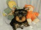 Chiot yorkshire femelle et m&acirc;le