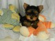 Chiot yorkshire femelle et m&acirc;le