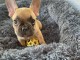 Chiot bouledogue fran&ccedil;ais femelle age de 4 mois 