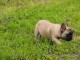 chiots bouledogue fran&ccedil;ais femelle contre bon soin