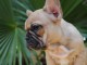 chiots bouledogue fran&ccedil;ais femelle contre bon soin 