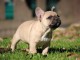 chiots bouledogue fran&ccedil;ais femelle contre bon soin 