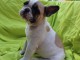 chiots bouledogue fran&ccedil;ais femelle contre bon soin 