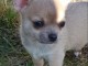 Chiot chihuahua femelle et m&acirc;le a adopter