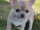 Chiot chihuahua femelle et m&acirc;le a adopter