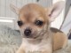 Chiot chihuahua femelle et m&acirc;le pedigr&eacute; a donner