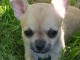 Chiot chihuahua femelle et m&acirc;le pedigr&eacute; a donner