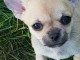 54200Chiot chihuahua femelle et m&acirc;le Id&eacute;al 