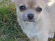 Chiot chihuahua femelle et m&acirc;le Id&eacute;al 