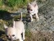 Chiot chihuahua femelle et m&acirc;le Id&eacute;al 