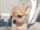 Chiot chihuahua femelle et m&acirc;le Id&eacute;al 