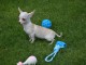 Chiot chihuahua femelle et m&acirc;le port&eacute;e de 4 chiots