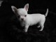 Chiot chihuahua femelle/m&acirc;le &agrave; placer
