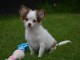 Chiot chihuahua femelle/m&acirc;le &agrave; placer