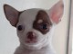 Chiot chihuahua femelle/m&acirc;le &agrave; placer