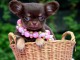 Chiot chihuahua femelle/m&acirc;le &agrave; placer